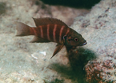 Neolamprologus savoryi 'Sumbu'